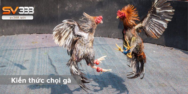 AE888 Đá Gà: Hé Lộ 5 Mẹo Hay Nhất Từ Những Cao Thủ 5 Hãy nghiên cứu kèo và lịch sử các trận đấu