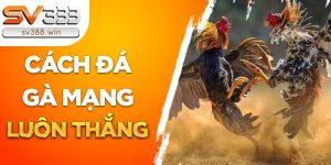 Cách đá gà mạng luôn thắng có đáng tin