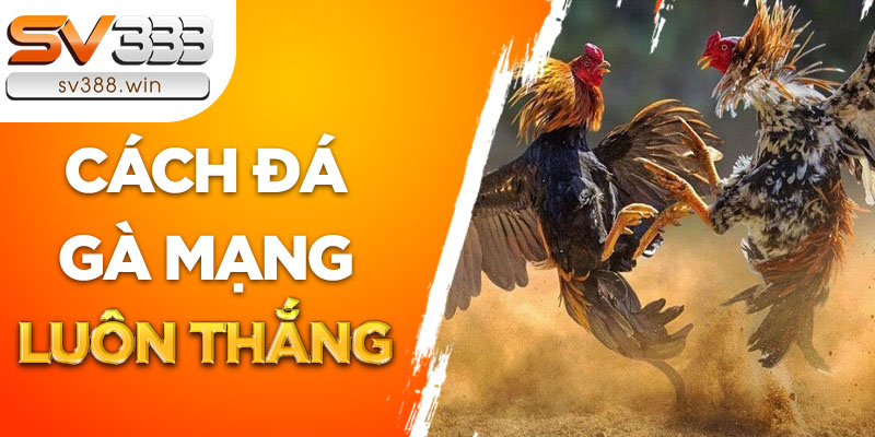 Hé lộ cách đá gà mạng luôn thắng từ dân chuyên cá cược 1 Cách đá gà mạng luôn thắng có đáng tin