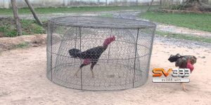 Cách nuôi gà đá độ tập luyện thường xuyên