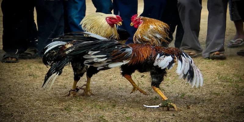 Đá gà Campuchia 123 – Địa chỉ cá cược của tín đồ cuồng gà chọi 3 Đá gà cựa dao không kém phần hồi hộp