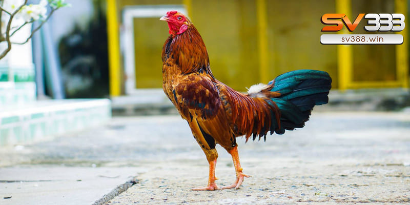 Kỹ thuật đổ gà đá – Công thức lai tạo chiến kê cực chuẩn 1 Phương pháp lai cận huyết