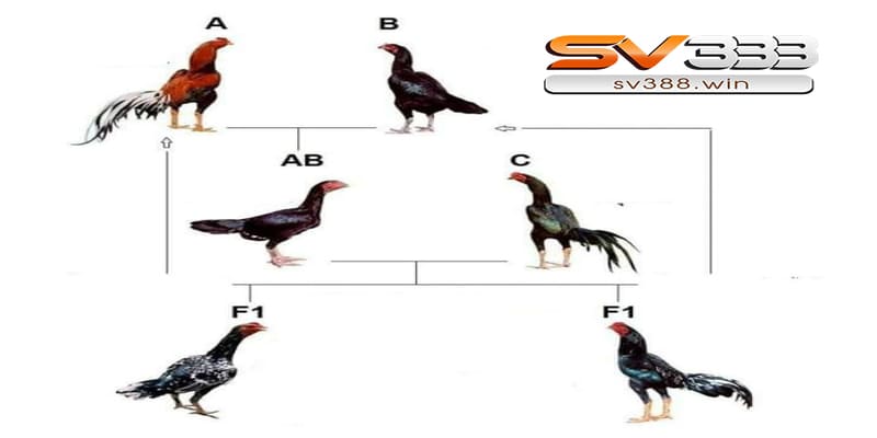 Kỹ thuật đổ gà đá – Công thức lai tạo chiến kê cực chuẩn 2 Kỹ thuật lai cận huyết sâu