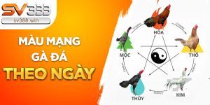 mau mang ga da theo ngay 1