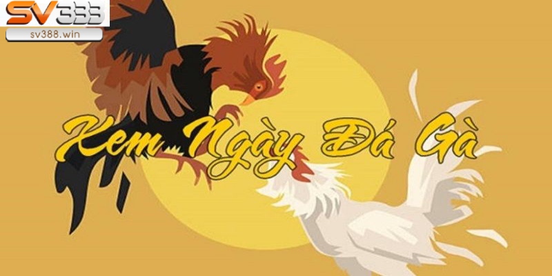 Giải Đáp Thắc Mắc Ngày Tý Đá Gà Gì Để Chiến Thắng Dễ Dàng? 5 Xem những ngày đá gà khác ngoài ngày Tý
