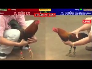 nhung tran da ga sieu kinh dien 2 5