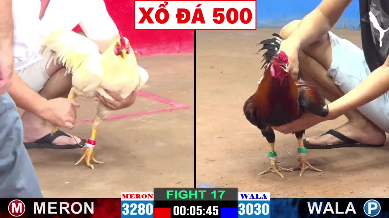 Top Những Trận Đá Gà Siêu Kinh Điển Trong Lịch Sử Đá Gà 3 Trận đấu 500 triệu giữa Phát Cà Mau và An Trường Võ