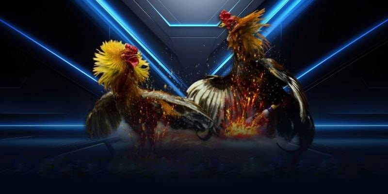 Tải Trang Đá Gà Trực Tiếp Sv388 Trải Nghiệm Sân Chơi Đá Gà Đỉnh Cao 2 Dịch vụ hot hit khi tải web đá gà trực tiếp SV388
