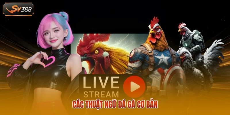 Thuật Ngữ Đá Gà - Tổng Hợp Các Khái Niệm Quan Trọng 1 Các thuật ngữ đá gà cơ bản