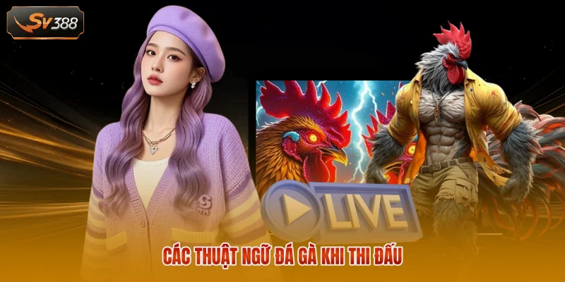 Thuật Ngữ Đá Gà - Tổng Hợp Các Khái Niệm Quan Trọng 2 Các thuật ngữ đá gà khi thi đấu
