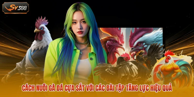 Cách nuôi gà đá cựa sắt với các bài tập tăng lực hiệu quả