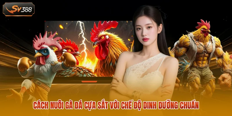 Cách nuôi gà đá cựa sắt với chế độ dinh dưỡng chuẩn