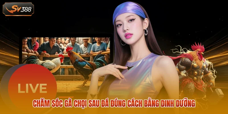 Chăm sóc gà chọi sau đá qua theo dõi