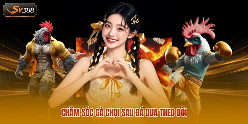 Chăm sóc gà chọi sau đá đúng cách bằng dinh dưỡng
