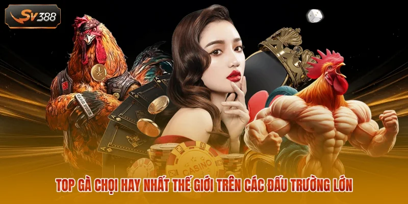 Top Gà Chọi Hay Nhất Thế Giới 2026 Với 10 Dòng Nổi Bật 2 Top gà chọi hay nhất thế giới trên các đấu trường lớn