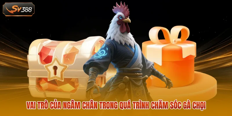 Cách Ngâm Chân Gà Chọi - Bí Quyết Tạo Đôi Chân Thép 1 Vai trò của ngâm chân trong quá trình chăm sóc gà chọi