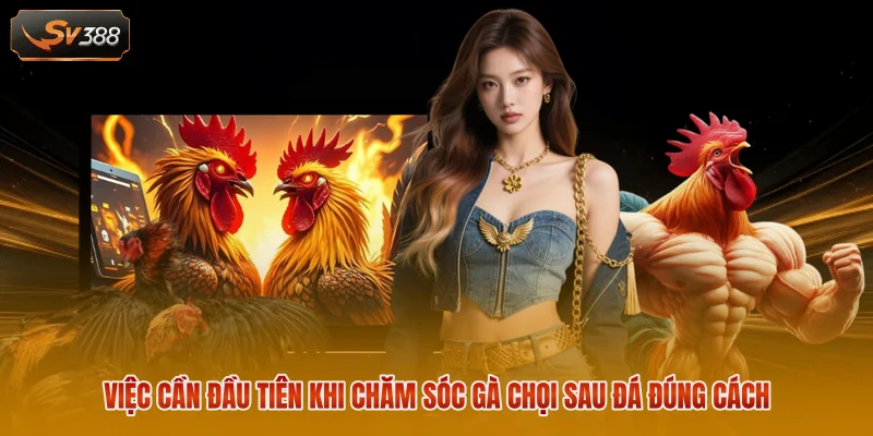 Việc cần đầu tiên khi chăm sóc gà chọi sau đá đúng cách
